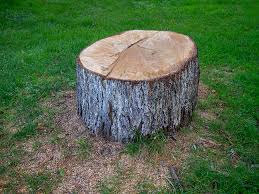 Basking Ridge, NJ Tree Care Company