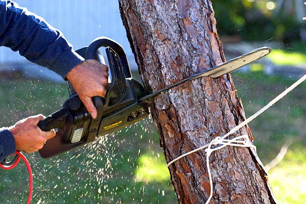 Best Tree Disease Treatment  in Basking Ridge, NJ