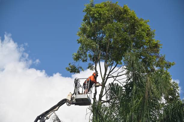 Best Tree Removal  in Basking Ridge, NJ