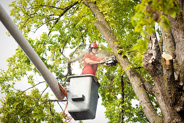 Leaf Removal in Basking Ridge, NJ