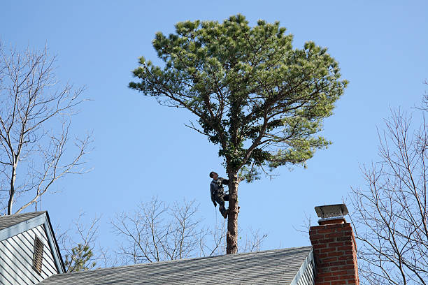 Best Tree Mulching  in Basking Ridge, NJ