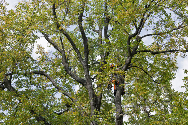 How Our Tree Care Process Works  in  Basking Ridge, NJ